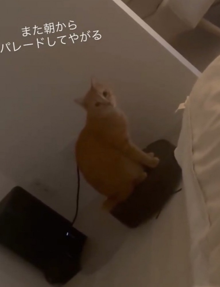 見つめる猫