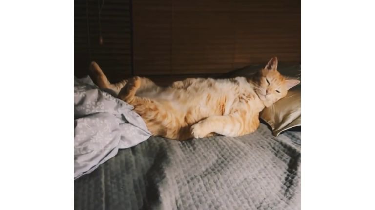 寝ている猫