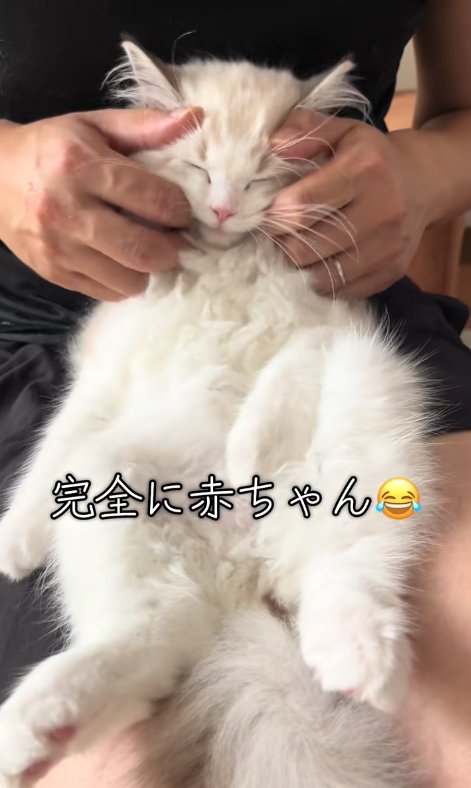 飼い主の膝の上でへそ天をしている子猫
