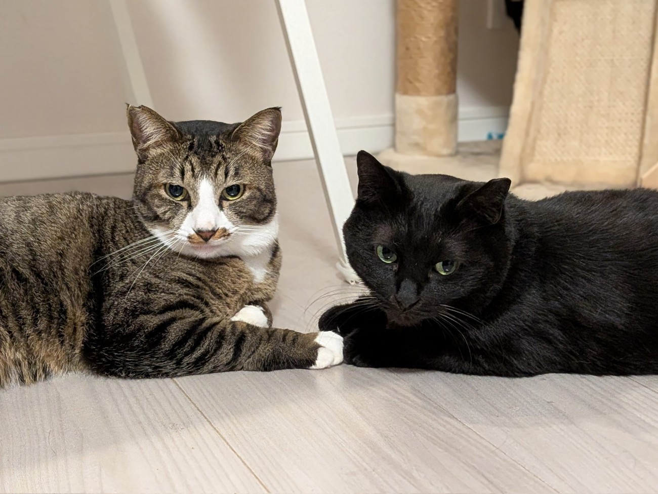 向かい合って寝そべるキジ白猫と黒猫