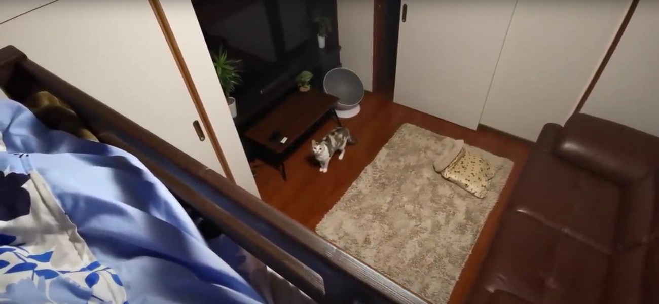 見上げている猫