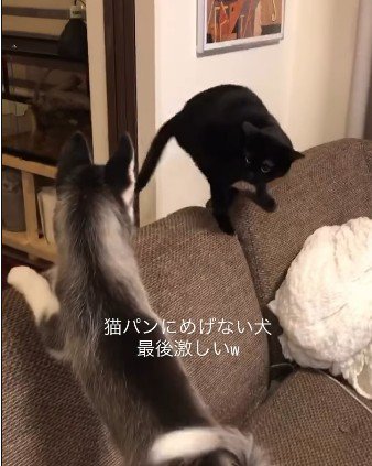 猫の後ろに回り込む犬