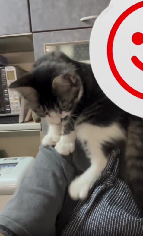 肩に乗っている猫