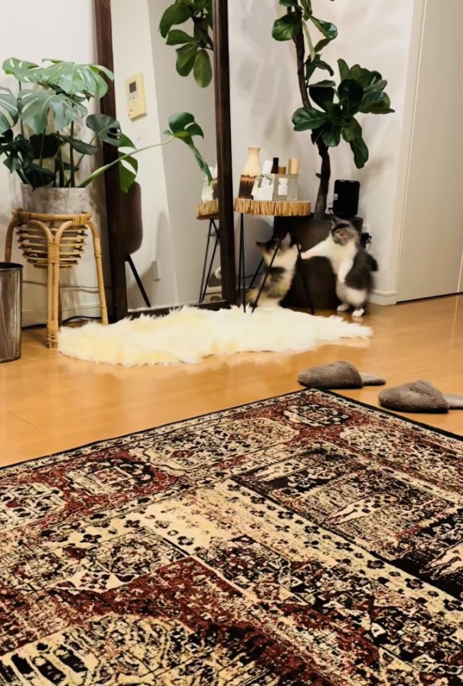 兄ミヌエットに猫パンチをする妹ミヌエット