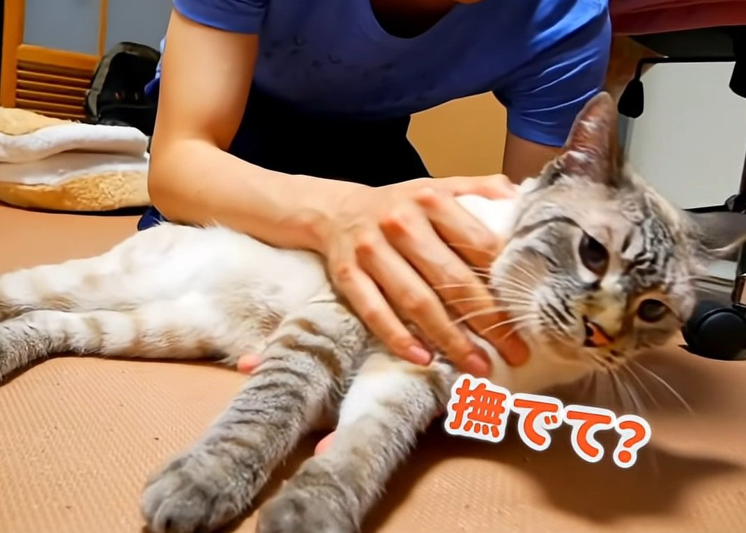 甘える猫
