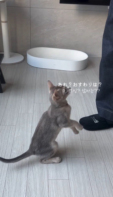 お座りをしてすぐに立ち上がる猫