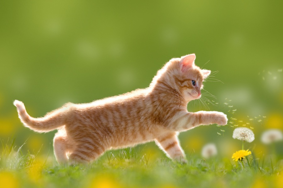 猫が季語として登場する俳句7選
