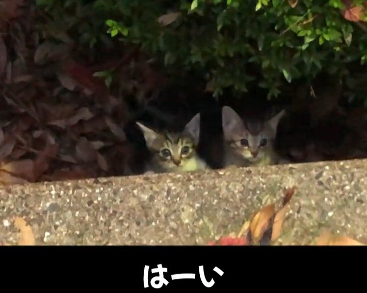 目を丸くする子猫