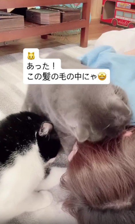 2匹の猫に甘えられる飼い主