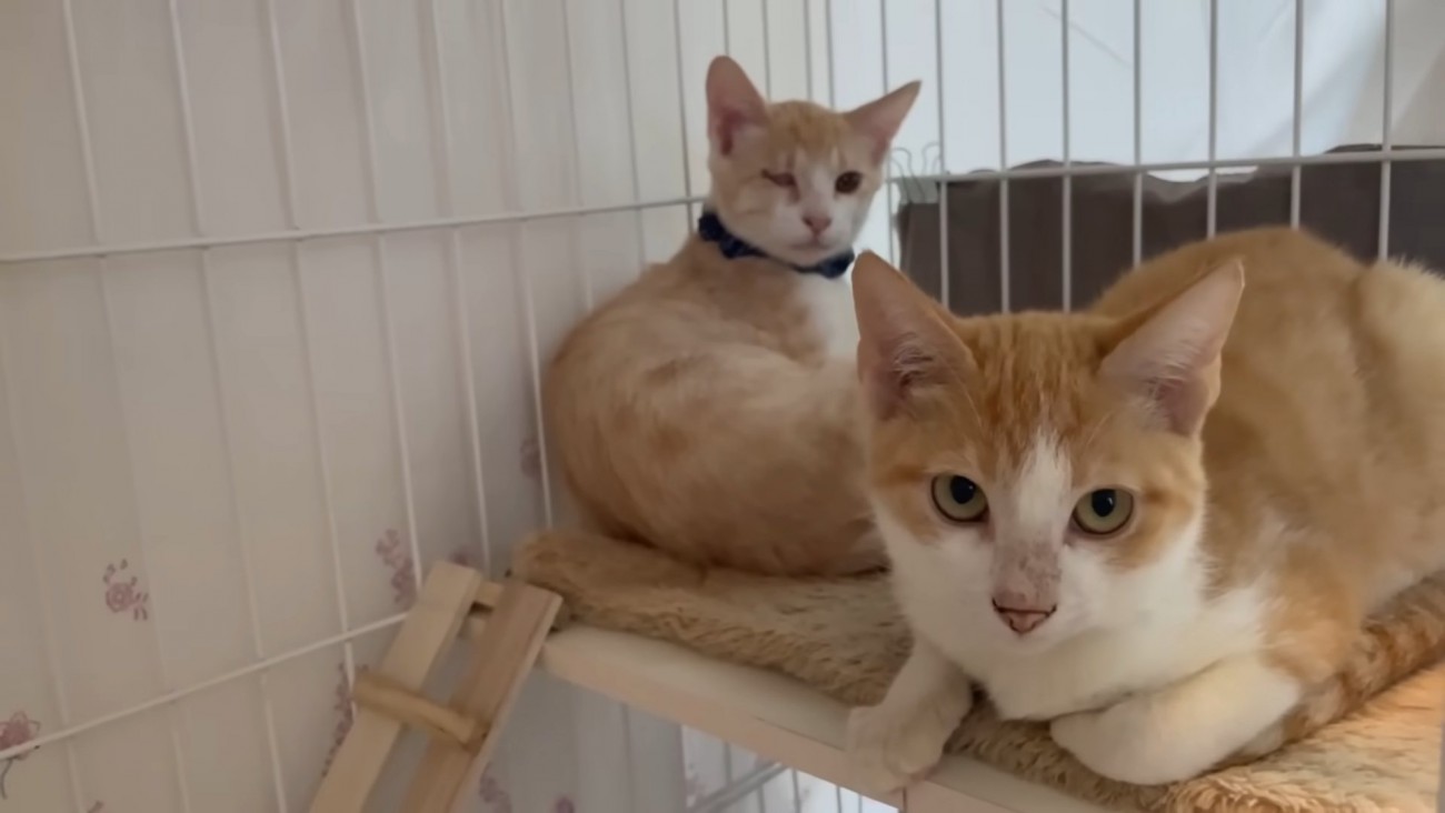 ケージの中にいる2匹の猫