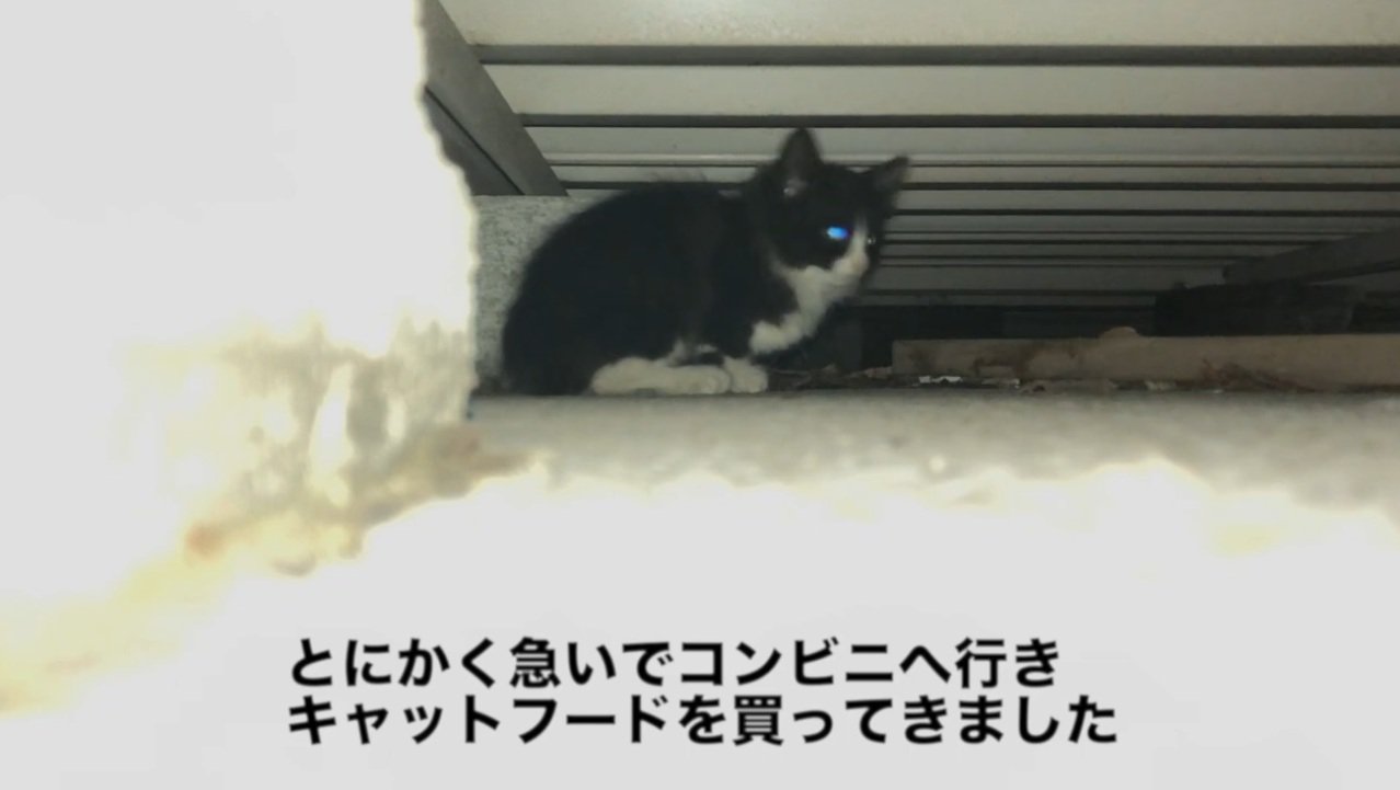 床下にいる子猫