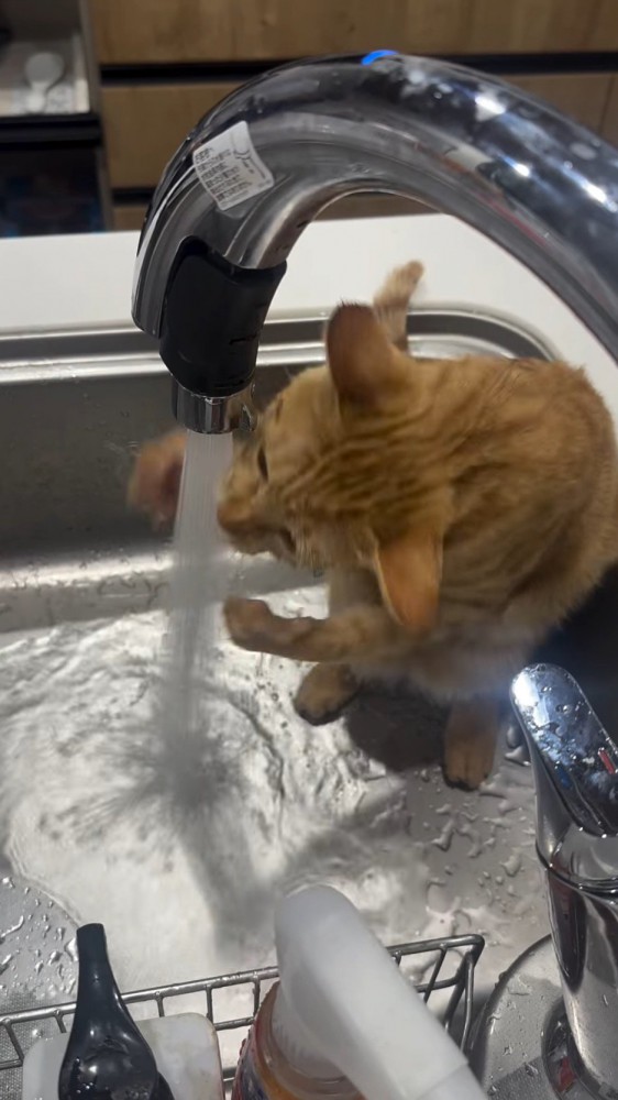 流れる水の様子をのぞき込む猫