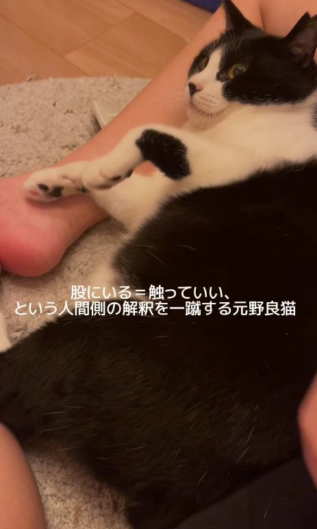 無表情の猫