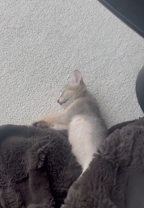 毛布で眠る子猫