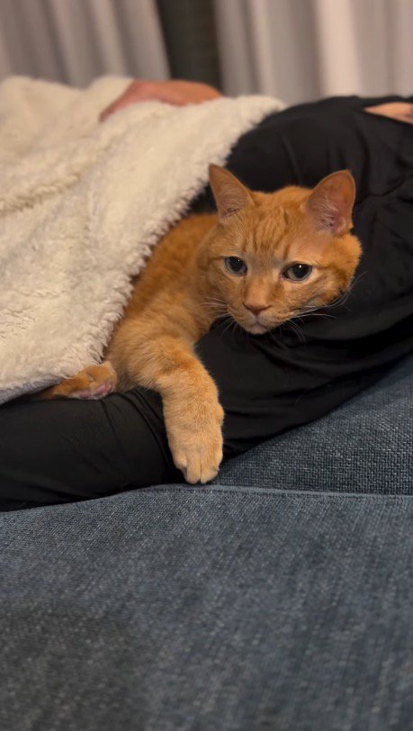 男性の腕に顔を乗せてカメラを見つめる猫