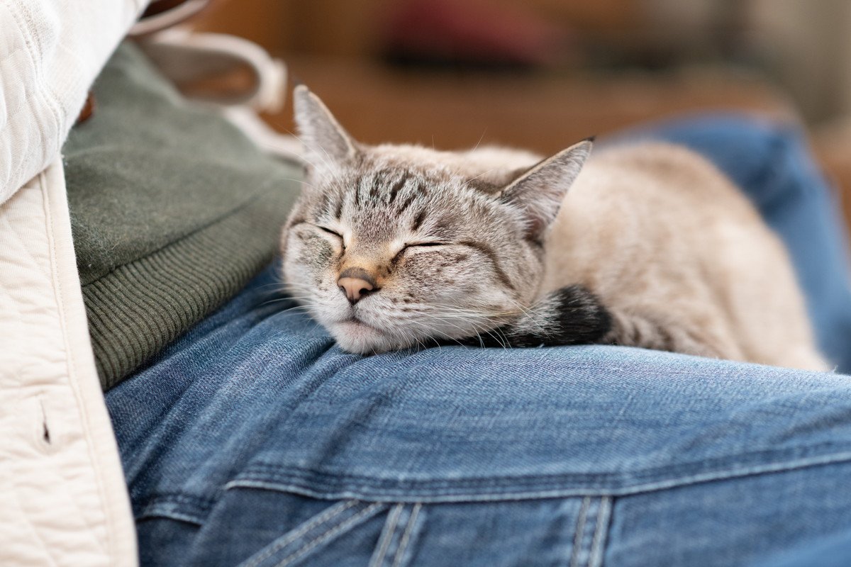 猫はなぜ『人の股の間でくつろぐ』のが好き?猫を魅了する4つのワケ | ねこちゃんホンポ