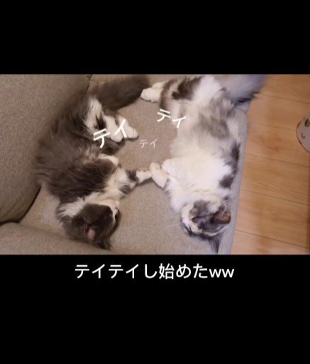 ソファに寝転がる2匹の猫