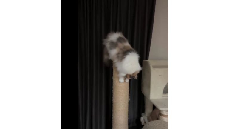 爪とぎしている猫