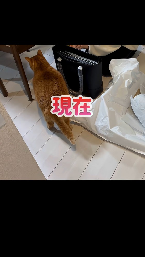 置かれたバッグと猫