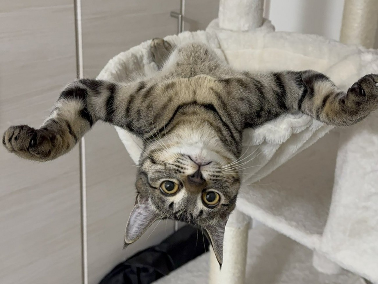 ハンモックの上でひっくり返って万歳する猫