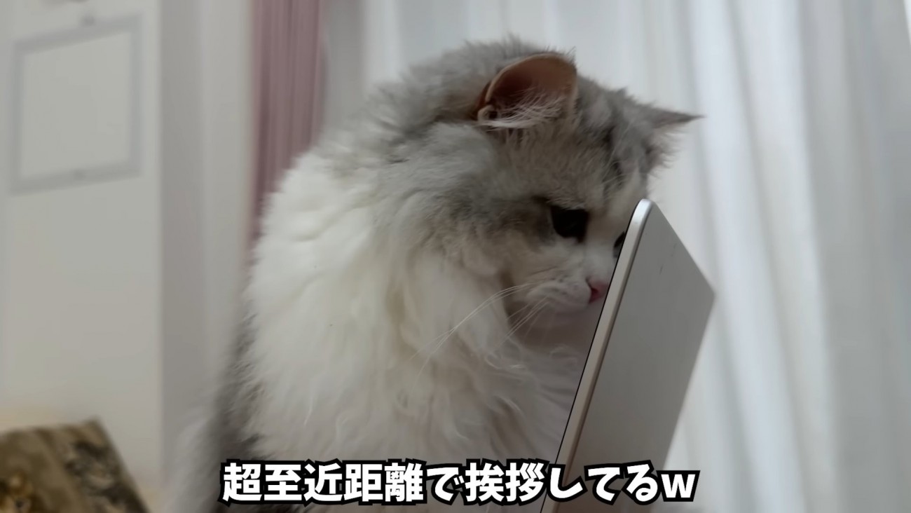 パソコン画面の前にいる猫