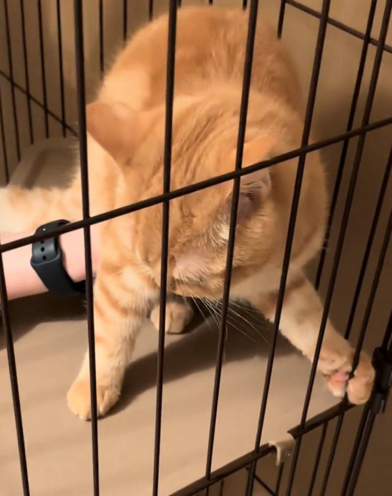 ケージを掴む猫