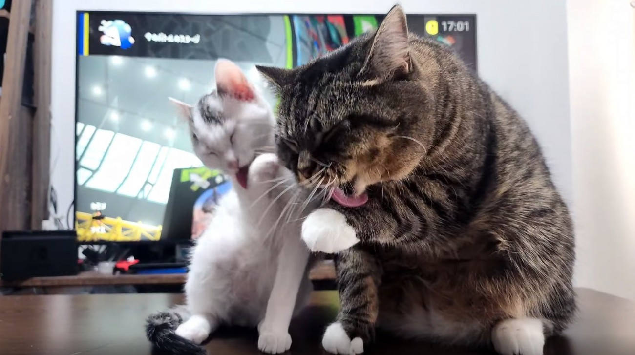 毛繕いする子猫と猫2