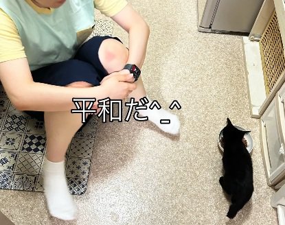 座っている女性とご飯を食べる黒猫の子猫
