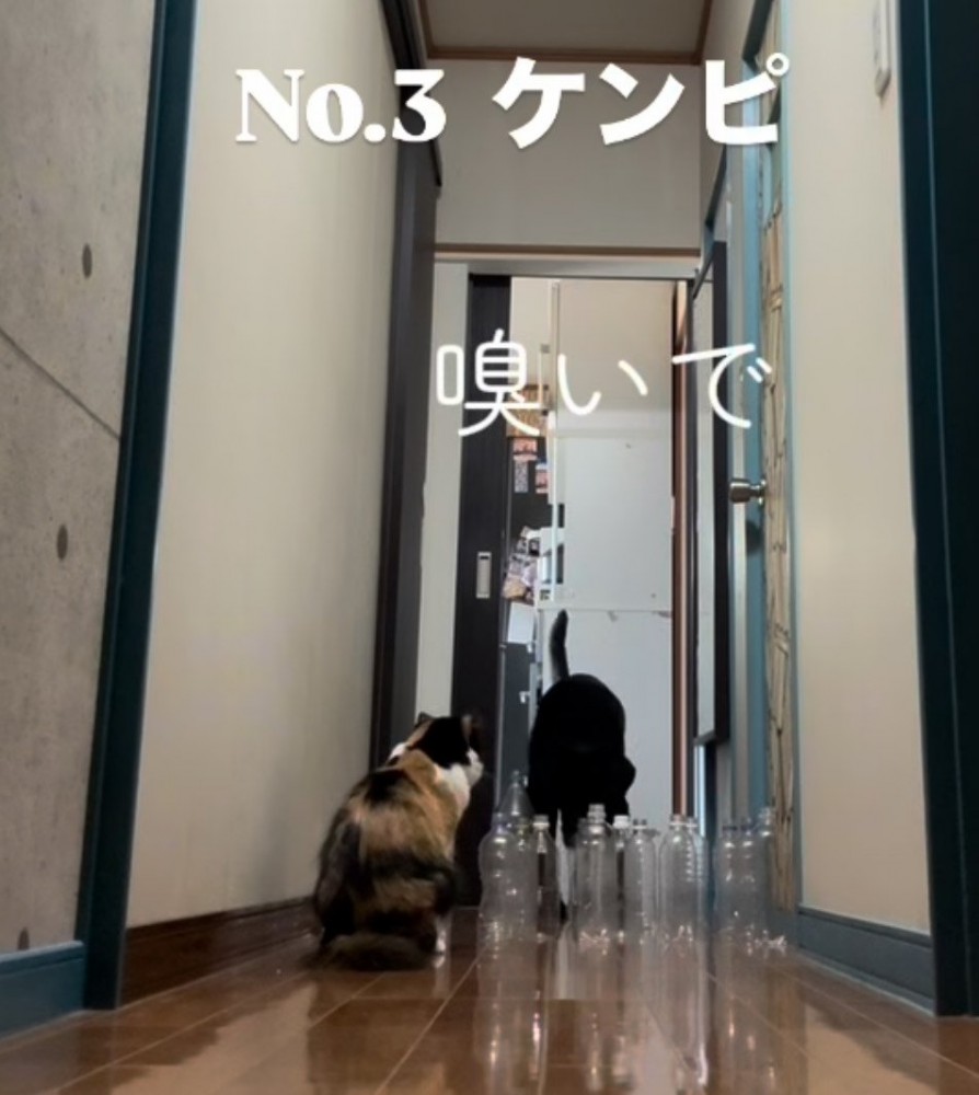 ペットボトルの匂いを嗅ぐ大型犬