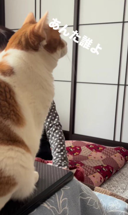 こたつにのっている猫