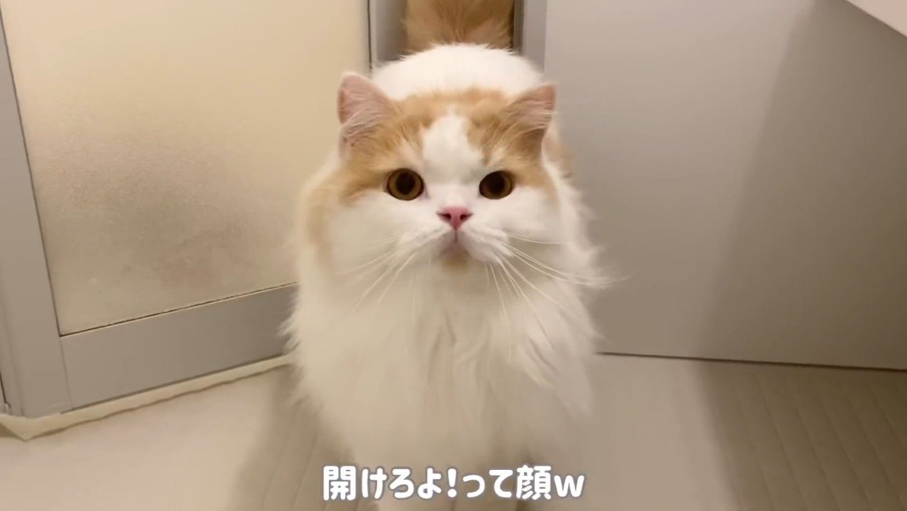 開けろよ！って顔