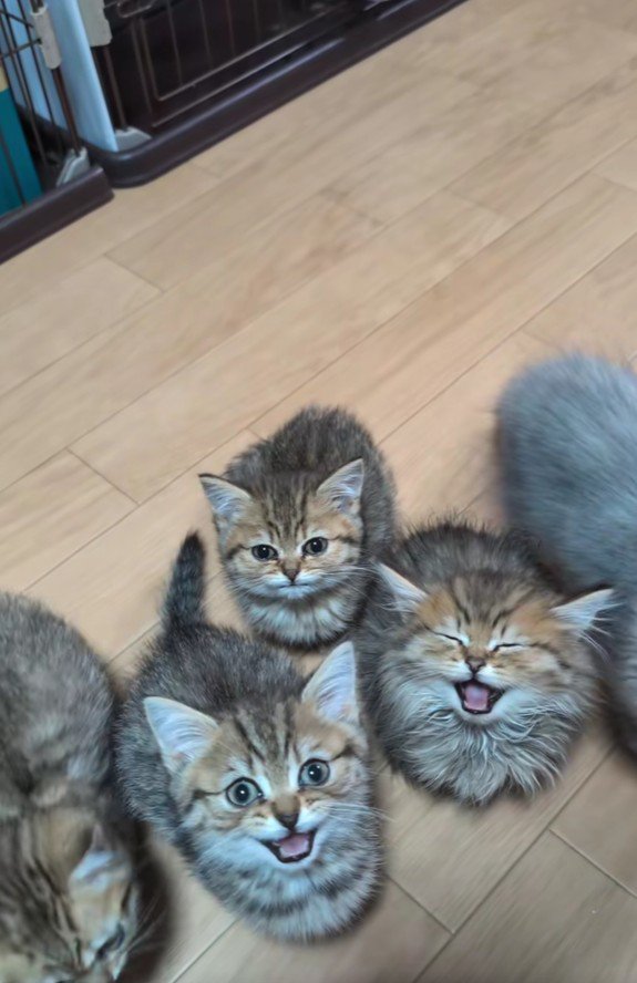 ごはんを催促する子猫