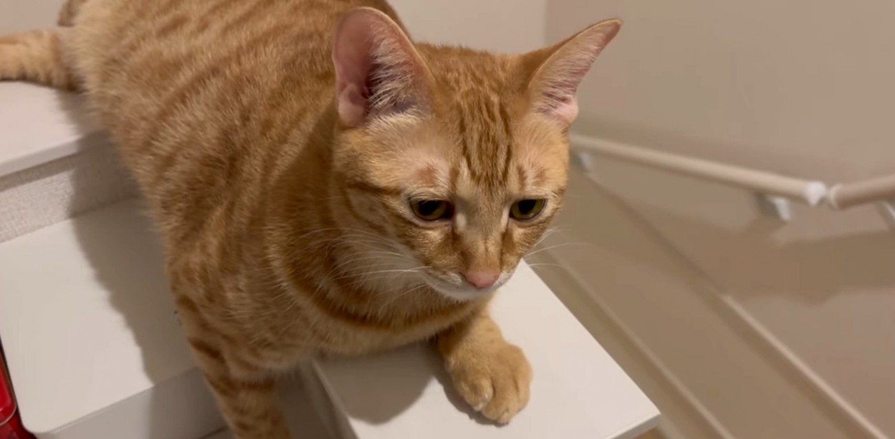 白いところに乗っている猫