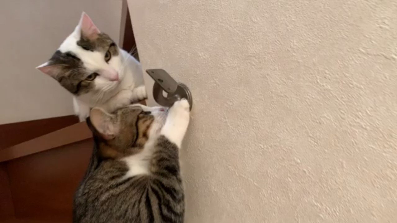 タッチするオデコちゃん