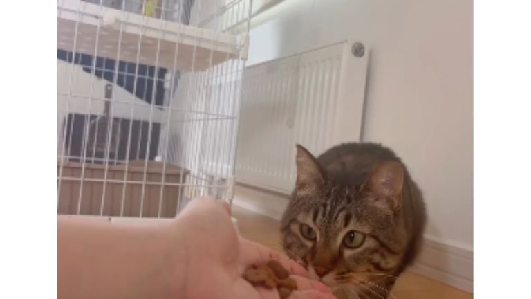 手に近づく猫