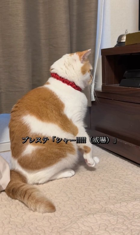 体をそらす猫