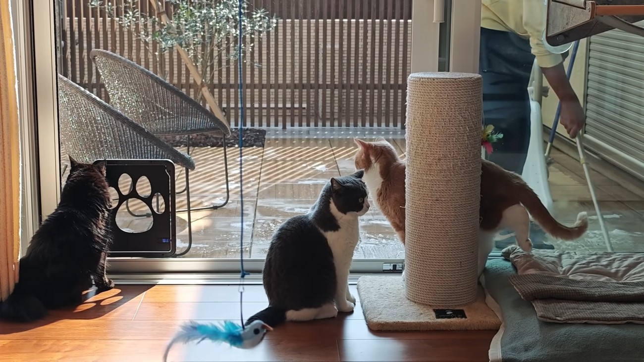 お掃除待ちの3匹