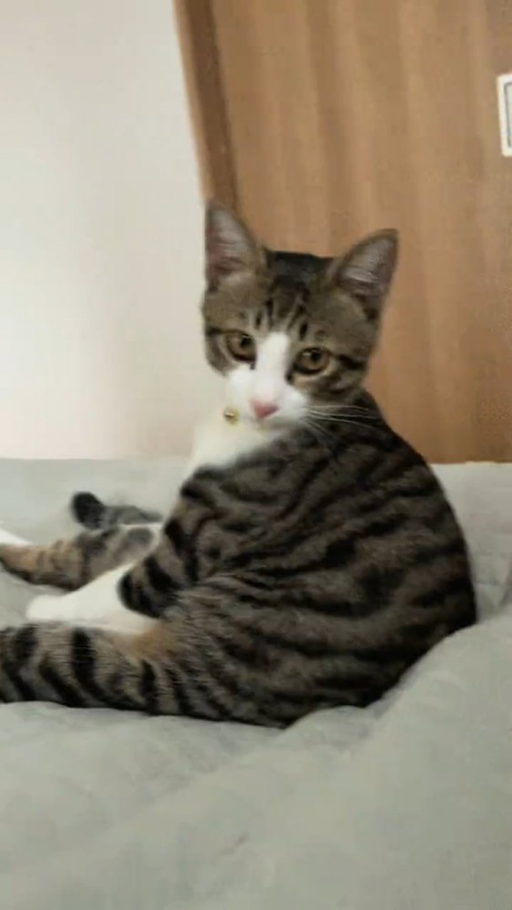 人間のように座る猫さん