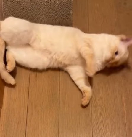 寝転がって壁を蹴っている猫