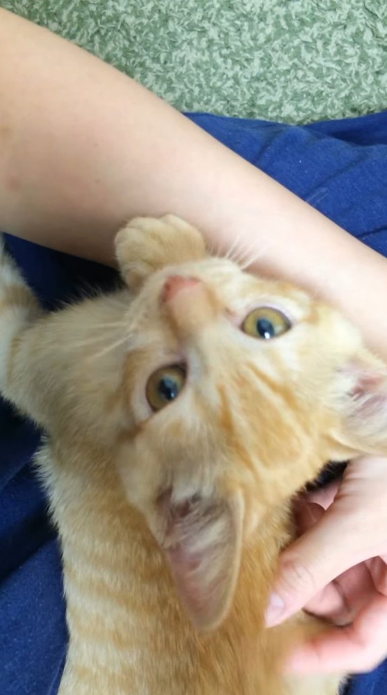 女性の膝の上で鳴く子猫