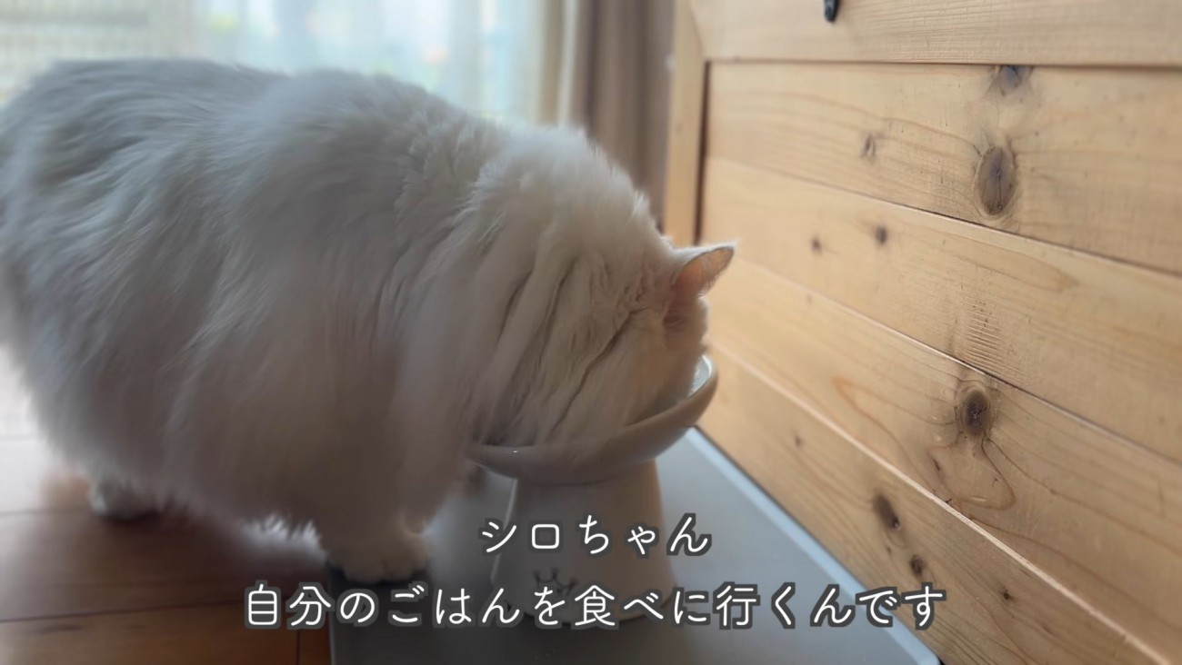 テロップ「シロちゃん自分のごはんを～」
