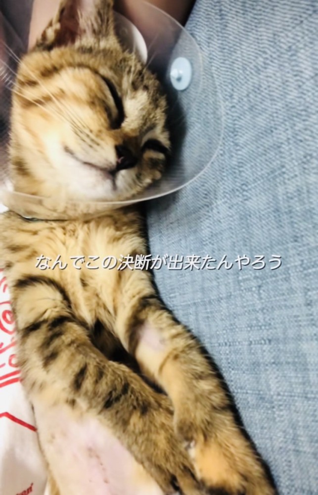 投稿主さんの上で眠るカラーを付けた保護猫