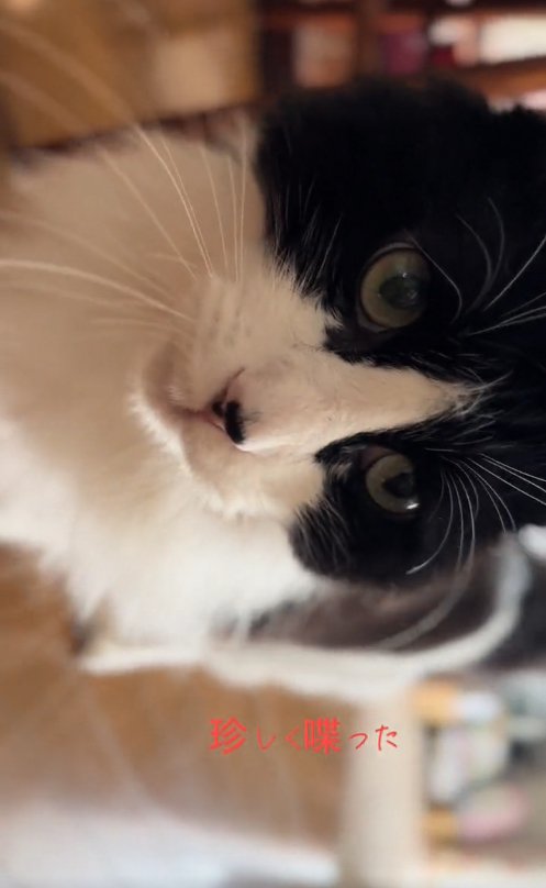 ハチワレ猫の顔アップ