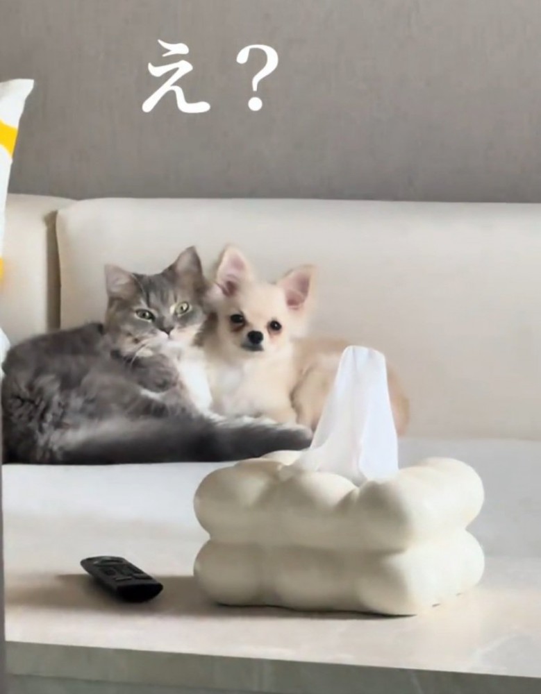 抱き合う猫と犬