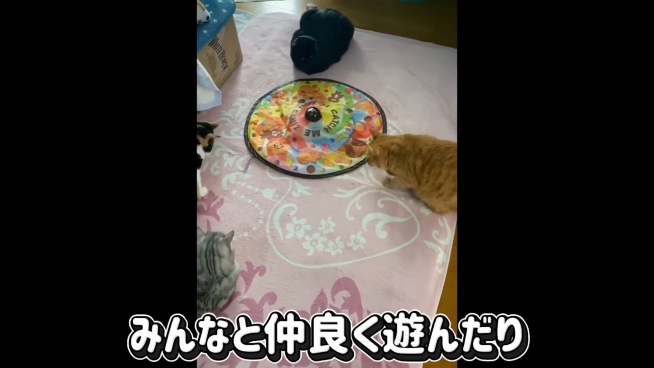 おもちゃで遊ぶ猫たち