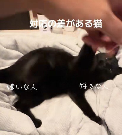 手を振り上げる猫
