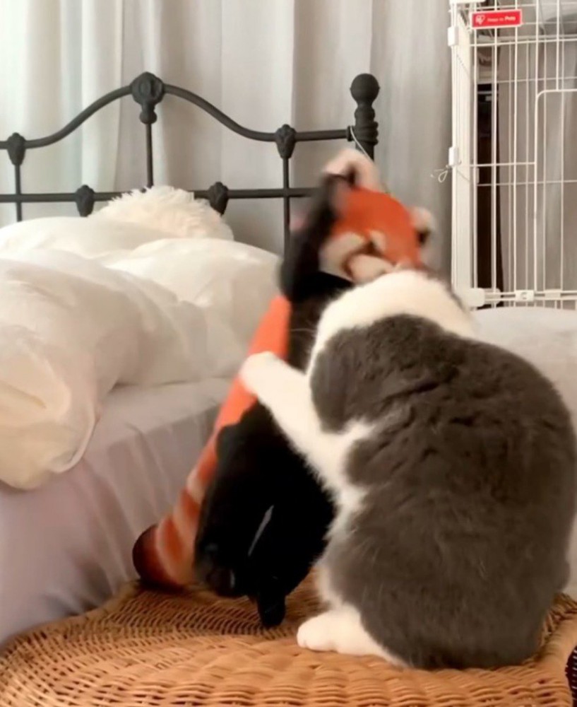 レッサーパンダのぬいぐるみを前足で倒す猫