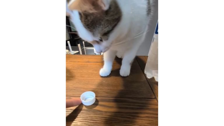 ペットボトルの蓋で遊ぶ猫