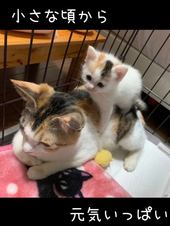 成猫の上に乗る子猫