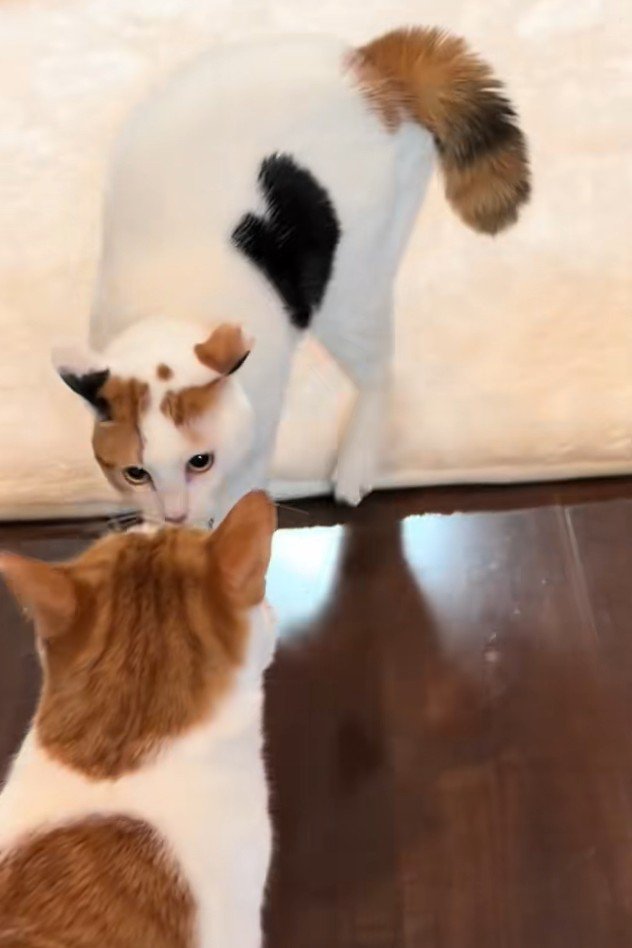 もう一匹の猫に近づく猫